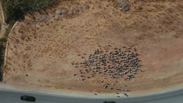 Luchtfoto Van Boven Naar Beneden Kudde Geiten Zandveld Naast Weg — Stockvideo