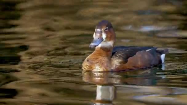 Feminino Rosy Faturado Pochard Pato Macho Com Bico Vermelho Nadando — Vídeo de Stock