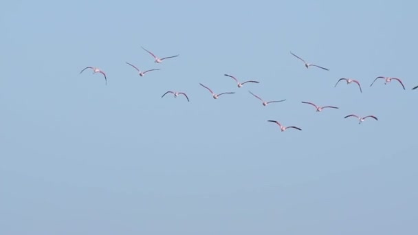 チリのフラミンゴの群れがカメラから離れて 青空のグループとして自由に飛んでいる — ストック動画