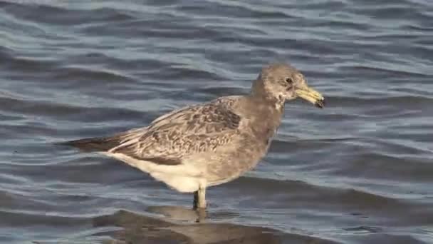 Lone Olrogs Gull Stands Shallow Water Dips Beak Close View — Stock Video