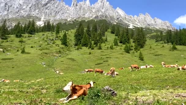 Fria Kor Betar Och Vilar Grön Äng Austriska Berg Solen — Stockvideo