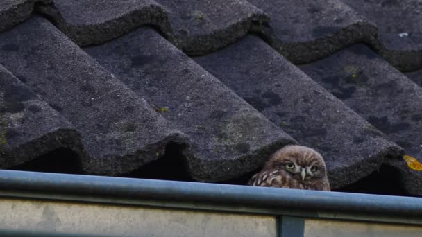 一只小猫头鹰躲在房顶的瓷砖下 — 图库视频影像