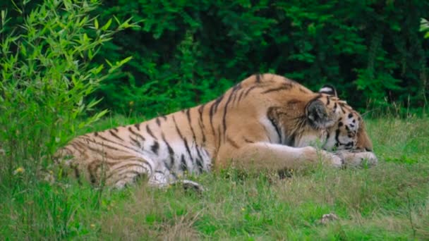 Tigre Vida Selvagem Está Deitado Grama Relaxando Descansando Animal Besta — Vídeo de Stock