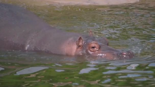 Hippopotamus Adult Lone Submerging Going Diving Surfacing Shaking Twitching Ears — Stock Video