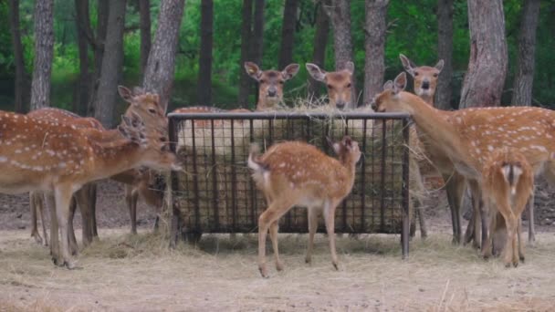 动物园 生态公园 有斑点的鹿群或休耕鹿群在吃干草 — 图库视频影像