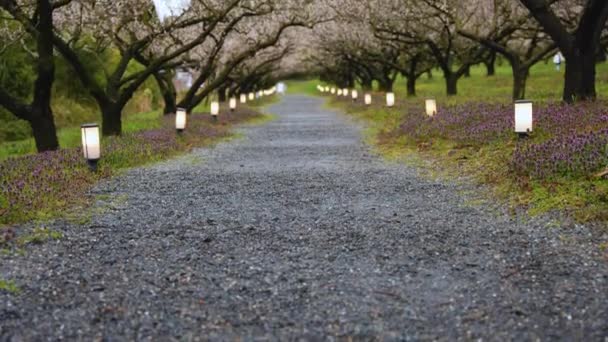 Ume Grove Blossom Japan Peaceful Walkway Tilt Reveal Shot — Stock video