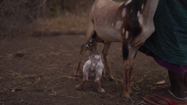 Babakecske Fejés Egy Hagyományos Faluban Maasai Afrikában Tanzánia — Stock videók