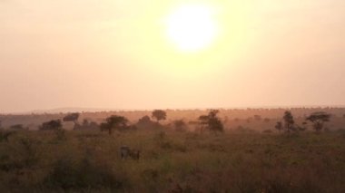 Güneş doğarken Afrika Savanası 'nda bir antilop besleniyor. Serengeti Ulusal Parkı, Tanzanya, Afrika 4K.