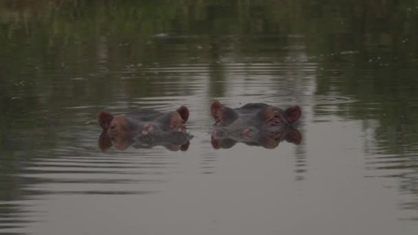 Zwei Köpfe Eines Afrikanischen Flusspferdes Ruhen Sich Wasser Aus Serengeti — Stockvideo