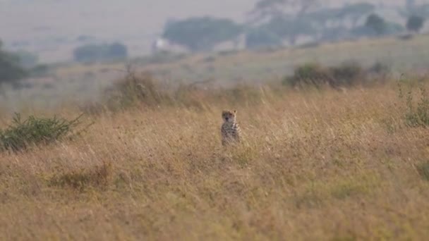 Guépard Sauvage Cinématographique Épique Ralenti Isolé Marchant Avant Milieu Savane — Video