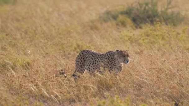 Izolovaný gepard kráčející ve zpomaleném filmu uprostřed savany. Filmový a epický záběr divokého nebezpečného geparda. Serengeti Safari game drive. Tanzanie. Afrika 4K.