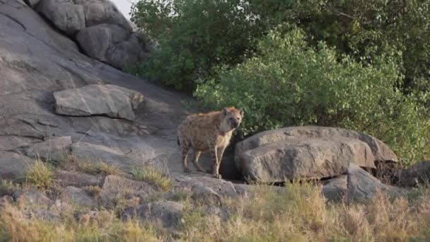 Ağır Çekimde Sinematik Vahşi Sırtlan Çekimi Rock Savanna Manzarası Serengeti — Stok video
