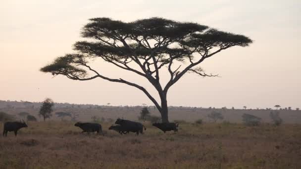 Filmový záběr skupiny buvolů běžících s akátovým stromem (typický africký strom) v pozadí ve zlaté hodině. Národní park Serengeti, Tanzanie, Afrika 4K.