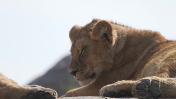 動きの遅い岩の上で寝てかわいい赤ちゃんライオンの赤ちゃん 子犬のライオンのショットを閉じます セレンゲティゲームドライブサファリ タンザニア アフリカ — ストック動画