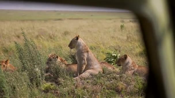 Lejonfamiljens Grupp Ett Grönt Landskap Utsikt Genom Safaribilen Filmisk Episk — Stockvideo