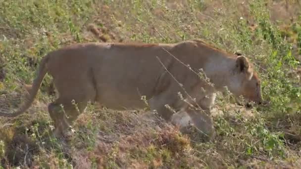 Egy nőstény oroszlán üvölt egy oroszlánkölyökkel. Serengeti játék meghajtó Safari. Tanzánia, Afrika 4K
