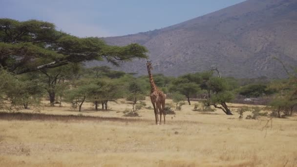 孤独的长颈鹿在美丽的稀树草原中间 Serengeti Tanzania Africa — 图库视频影像