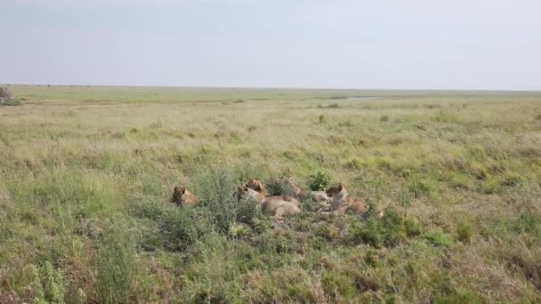 Grupo Leones Familia Paisaje Verde Serengeti Juego Unidad Safari Tanzania — Vídeo de stock