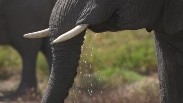 ゆっくりとした動きで巨大なアフリカゾウの飲料水 映画は壮大なショットを閉じます セレンゲティ国立公園 タンザニア アフリカ — ストック動画
