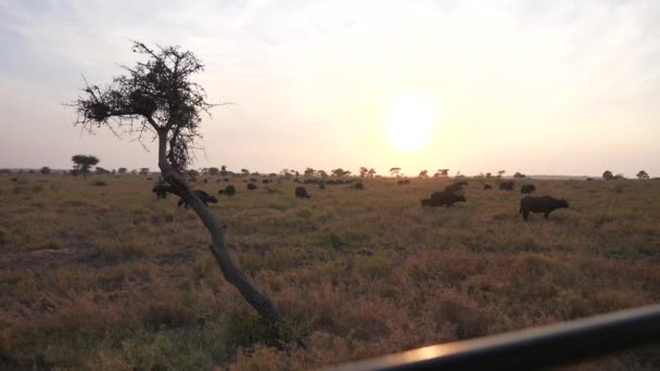 Pov Van Savanna Buffels Gouden Uur Van Een Safari Auto — Stockvideo