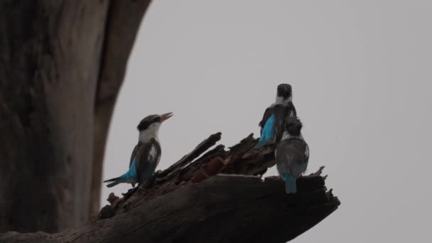 Three Blue African Tit Feathers Birds Moving Wings Slow Motion — Vídeos de Stock