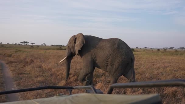 Elefante Salvaje Africano Cruzando Carretera Cerca Del Coche Safari Durante — Vídeo de stock