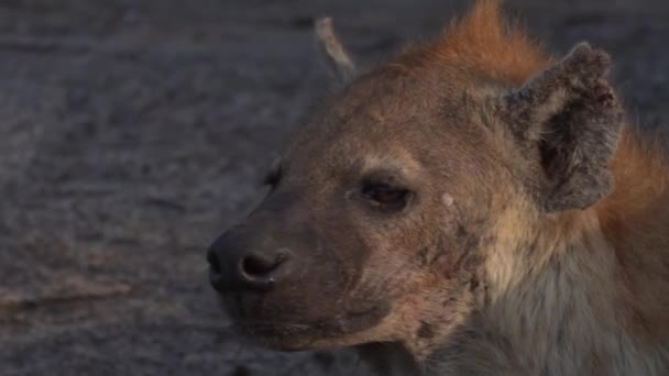 Cinematische Close Van Een Hyena Gedetailleerd Gezicht Serengeti National Park — Stockvideo