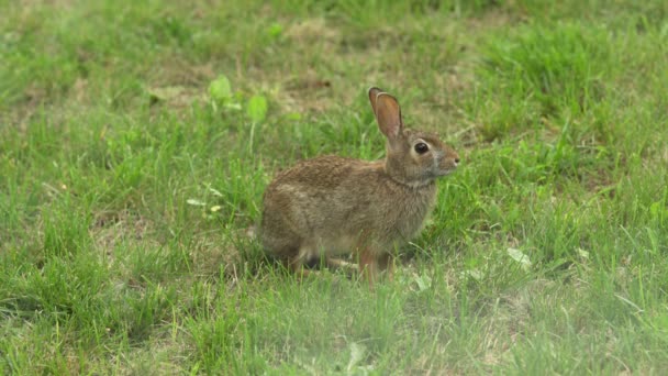 Closeup Wild Eastern Cottontail Rabbit Animal Species North America Canada — стокове відео