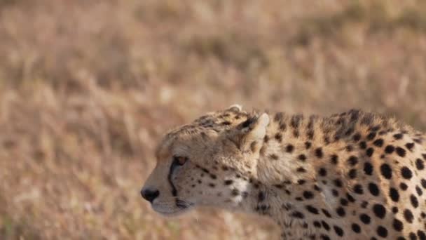 Cinematic and epic close up shot of wild cheetah. Isolated walking forward in the middle of savanna. Serengeti Safari game drive. Tanzania. Africa.