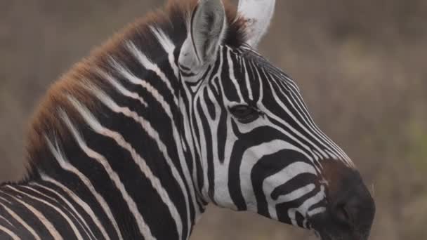 Primer Plano Cinematográfico Una Cebra Salvaje Alimentándose Parque Nacional Ngorongoro — Vídeos de Stock