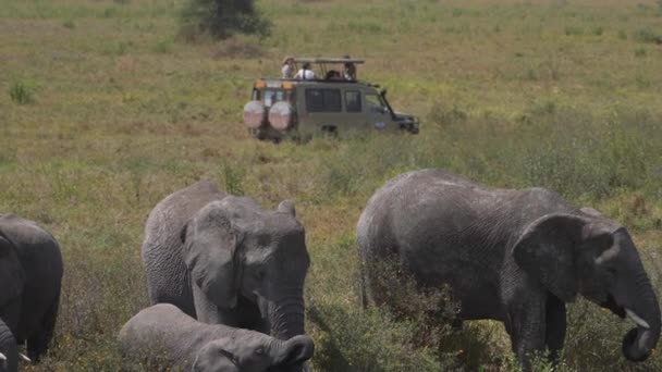 Африканские Слоны Стадо Группой Туристов Сафари 4Х4 Автомобиля Делает Игру — стоковое видео