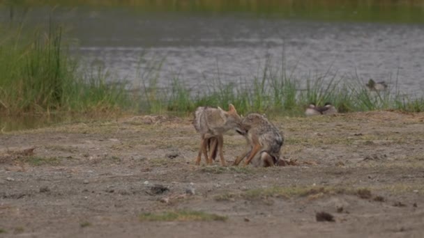 Dois Lobos Dourados Africanos Parque Nacional Ngorongoro Tanzânia África — Vídeo de Stock