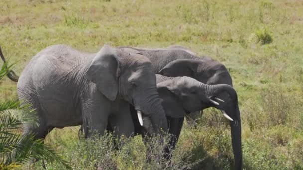 Manada Elefantes Africanos Familia Agua Potable Paisaje Verde Grabación Cinematográfica — Vídeos de Stock
