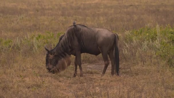 Gnus Gnu Alimentando Com Pássaro Nas Costas Parque Nacional Ngorongoro — Vídeo de Stock