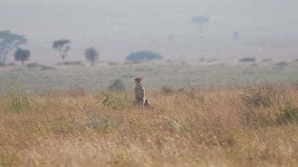 Filmisk Och Episk Bild Vild Gepard Isolerad Mitt Savannen Serengeti — Stockvideo