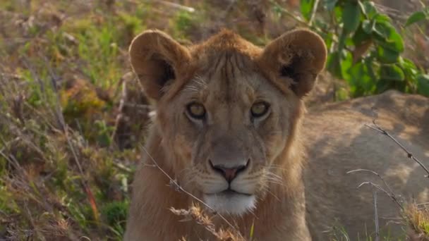 Petit Lionceau Mâle Regardant Caméra Des Yeux Lion Chiot Regardant — Video