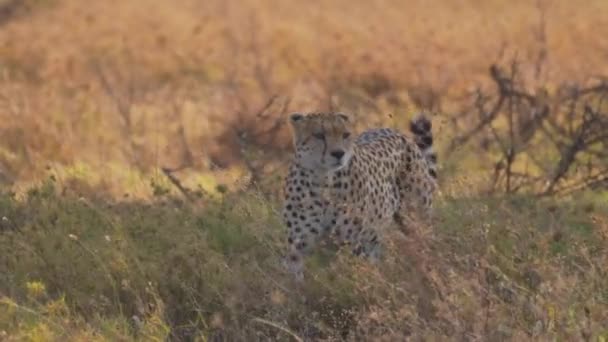 Fotografía Cinematográfica Épica Guepardo Salvaje Los Felinos Grandes Que Buscan — Vídeo de stock