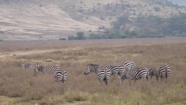 Cebras Silvestres Alimentándose Parque Nacional Ngorongoro Tanzania África — Vídeo de stock