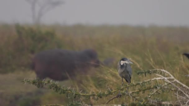 African white bird, cormorant, with hippo in the background. Serengeti National Park, Tanzania. Africa 4K.