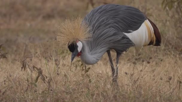 Crested Alimentação Guindaste Uganda Bandeira Nacional Pássaro Comendo Savanna África — Vídeo de Stock