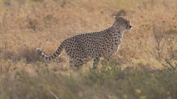 Cheetah Peeing Marking Territory Serengeti National Park Tanzania Africa Safari — Vídeos de Stock