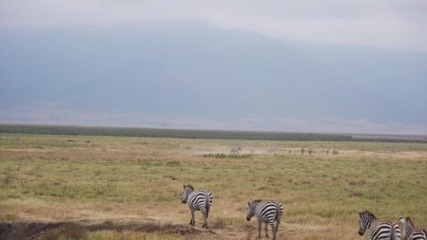 Filmisk Bild Vilda Zebror Som Springer Ngorongoro National Park Tanzania — Stockvideo