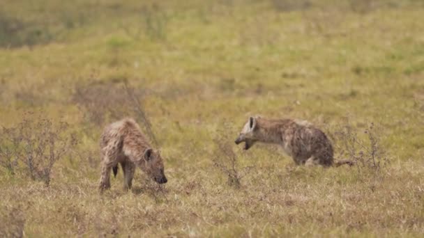 Две Гиены Замедленной Съемке Национальный Парк Нгоронгоро Танзания Африка — стоковое видео