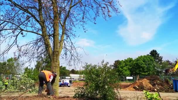 Joven Trabajador Talando Árbol Sitio Construcción Con Una Motosierra — Vídeo de stock