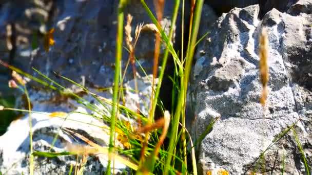 岩だらけのギザギザの日当たりの良い山の斜面に吹いて高原のカラフルな草が遅いプル — ストック動画
