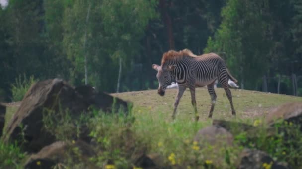 Одинокая Большая Полосатая Зебра Ходит Травяному Полю Зоопарке — стоковое видео