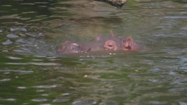 Hippopotamus Yetişkin Tek Başına Batıyor — Stok video
