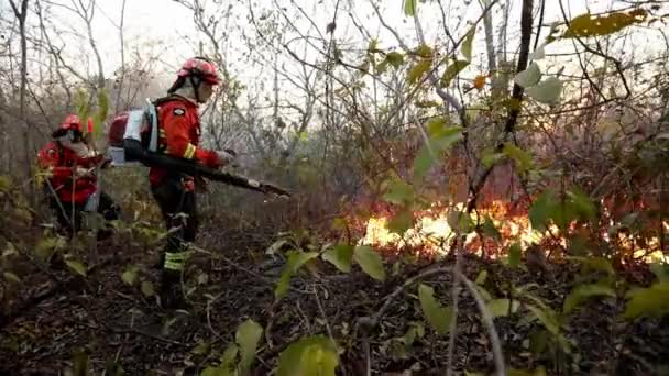 Профессиональные Смелые Пожарные Используют Воздуходувку Распылитель Борьбы Лесным Пожаром — стоковое видео
