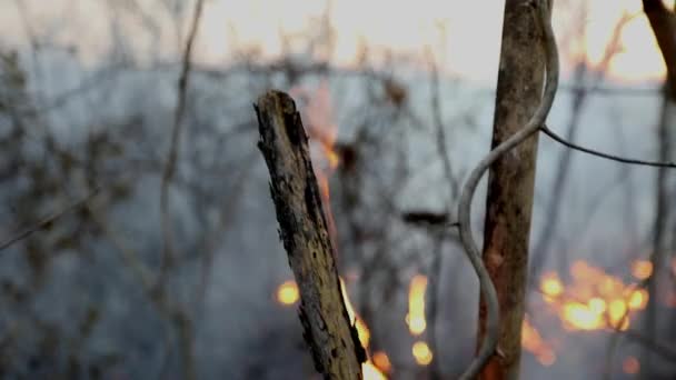 Горящие Деревья Лесном Пожаре Вызванном Засухой Глобальным Потеплением Изменением Климата — стоковое видео