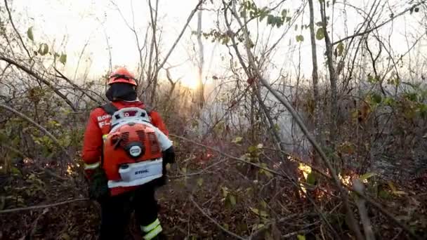 Professional female bush firefighter extinguishing a wildfire in the Brazilian Savannah